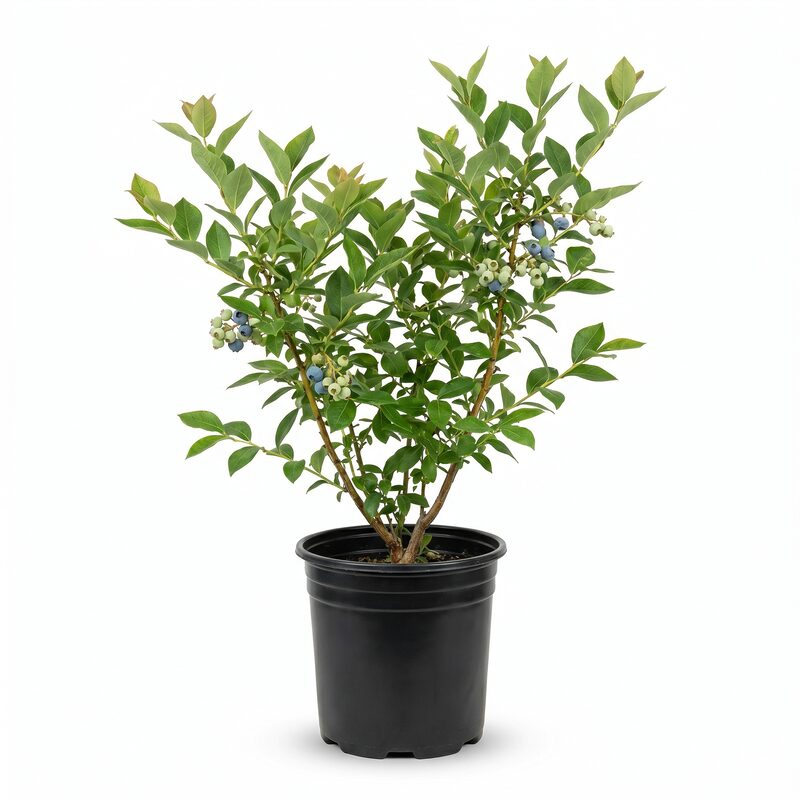 Blueberry 'Brightwell'  - Plant With Purpose image