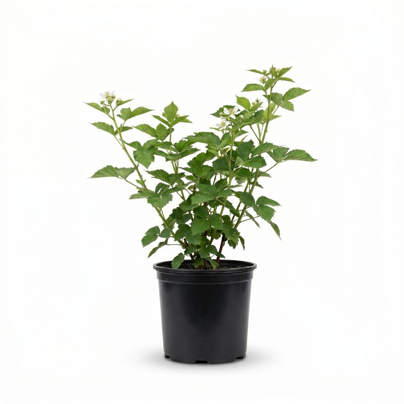 Blackberry 'Navaho'  - Plant With Purpose image