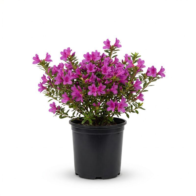 Azalea 'Poukhanense Compacta' Flowering Shrub With Magenta Blooms image