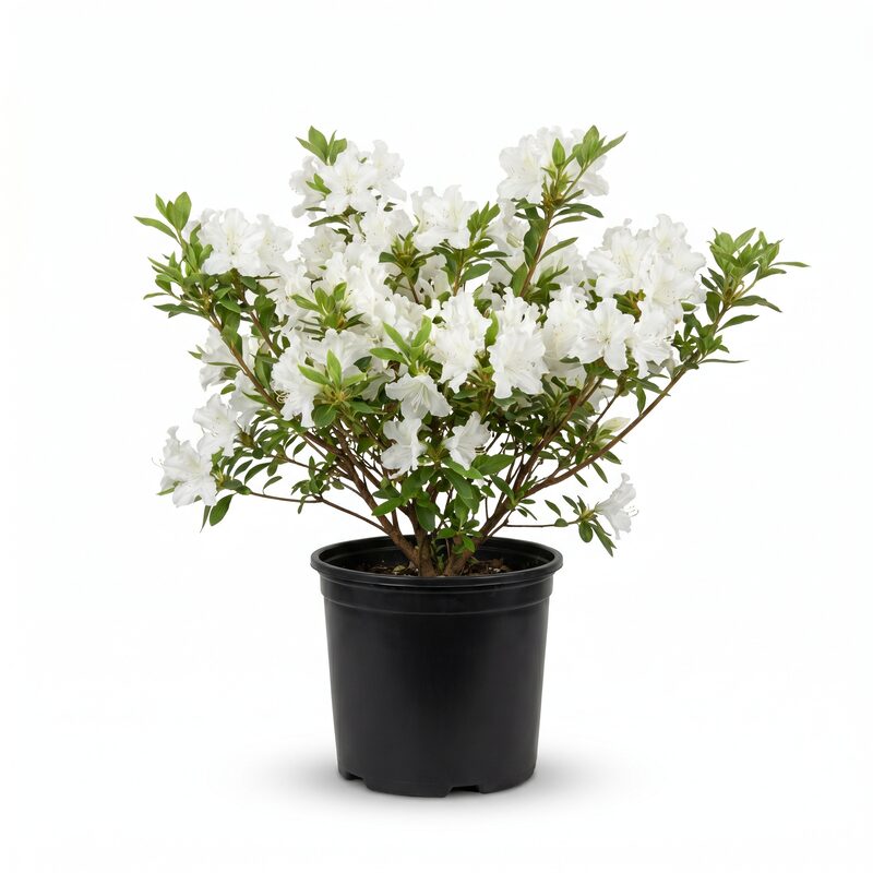Azalea 'Mrs. G.g. Gerbing' Flowering Shrub With White Blooms image