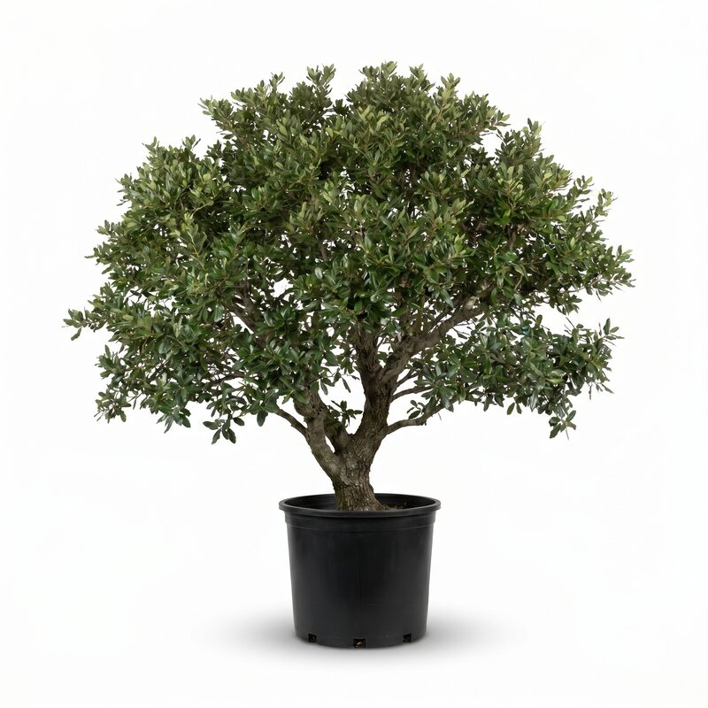 Live Oak Tree image