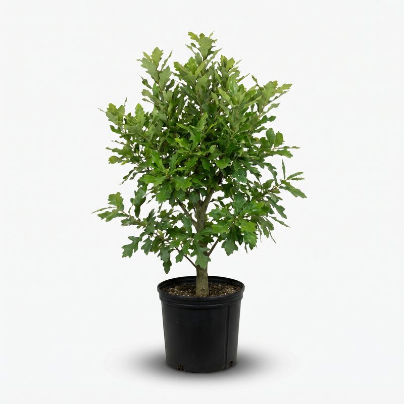 Water Oak  Tree image