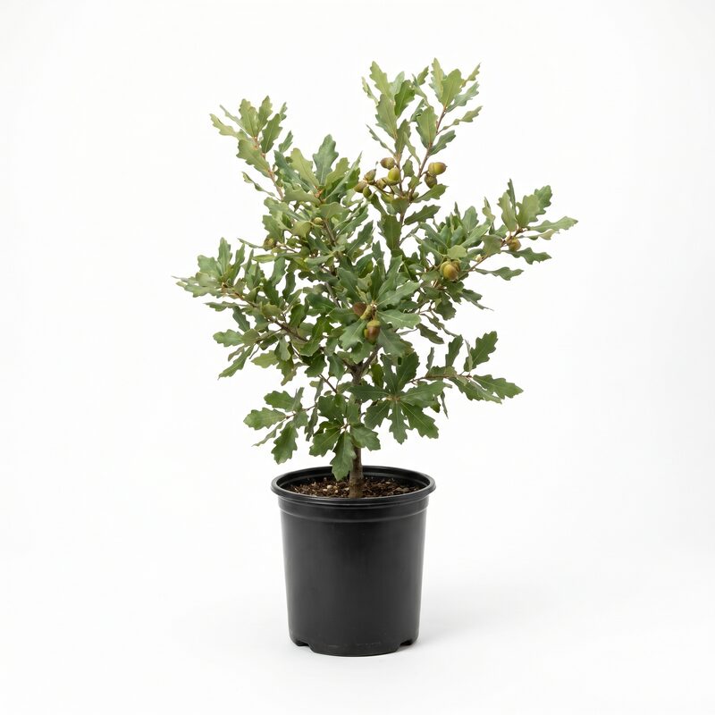 Mexican White Oak  Tree image
