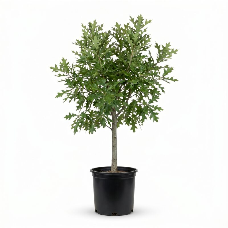 Nutall Oak Tree image