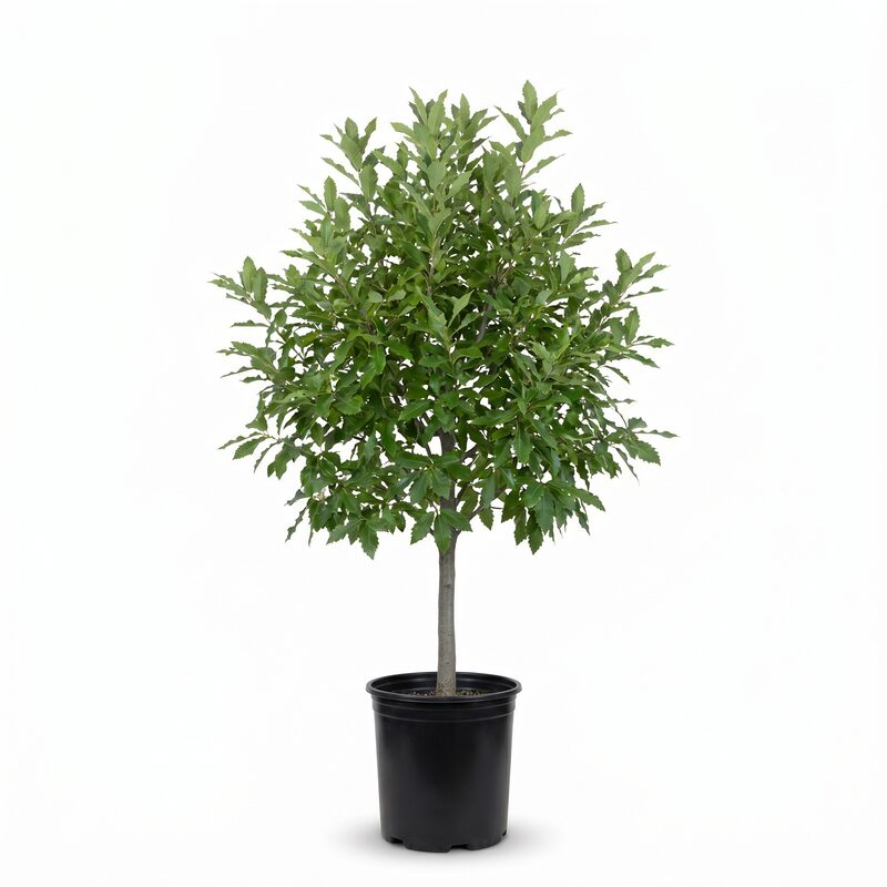 Chinkapin Oak  Tree image