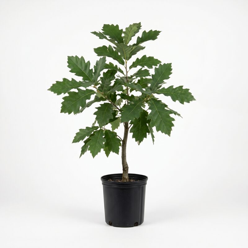Swamp Chestnut Oak Tree image