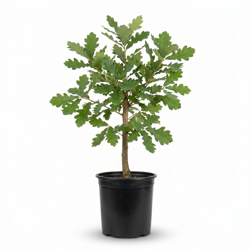 White Oak Tree image