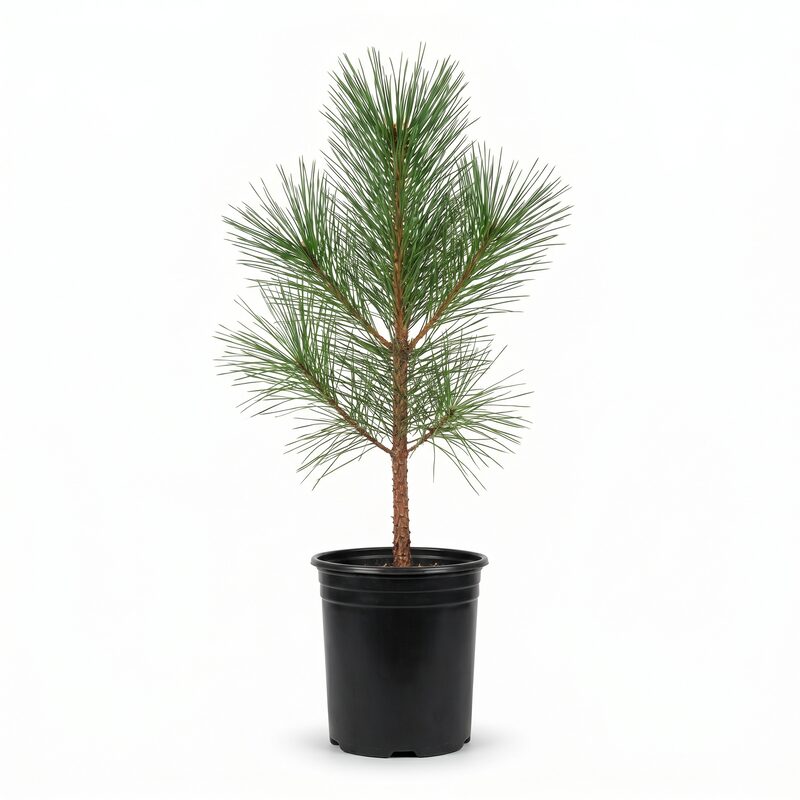 Loblolly Pine Tree image