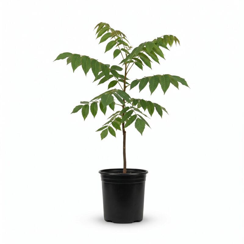 Black Walnut Tree image