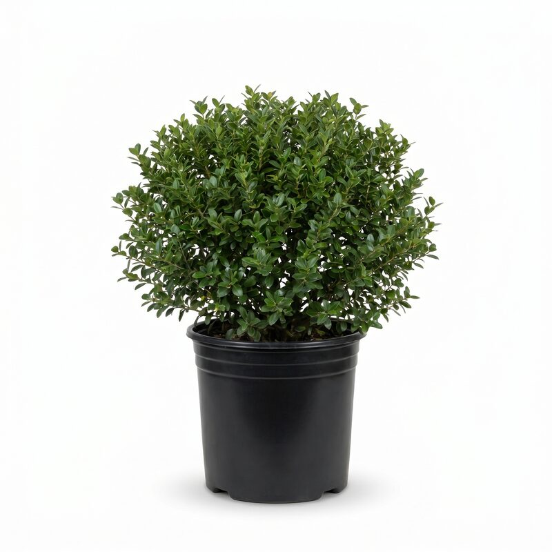 Holly Dwarf Yaupon image