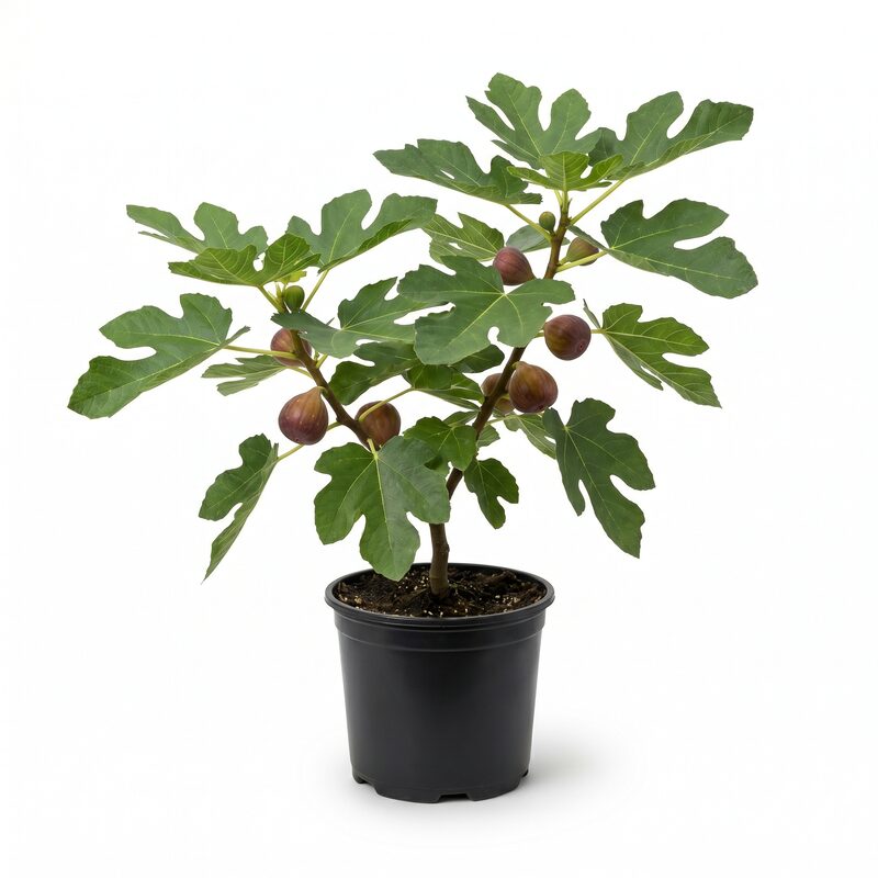 Fig 'O'Rourke' image