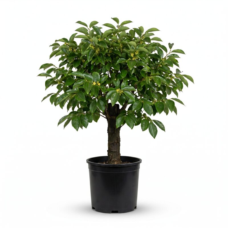 Native Persimmon Tree image