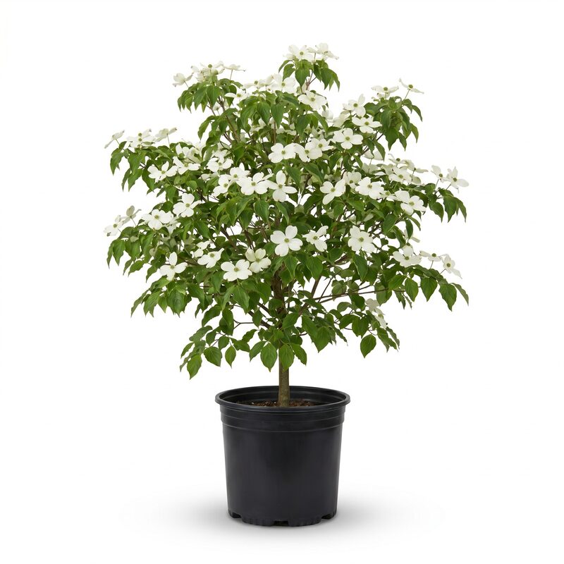 White Dogwood  Tree image