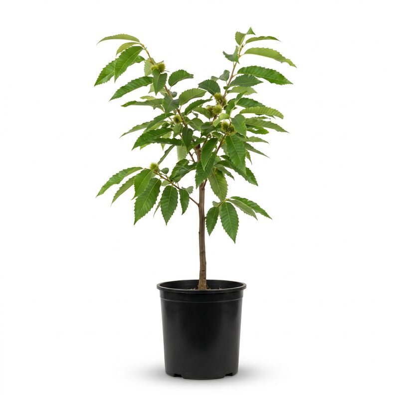 Chinese Chestnut Tree image