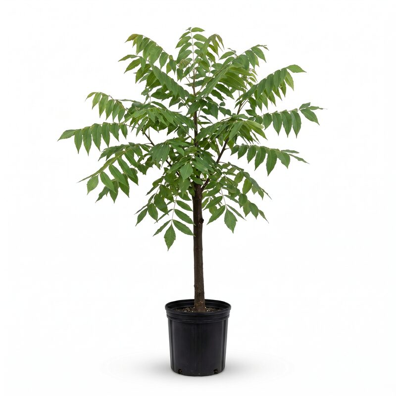 Native Pecan Tree image