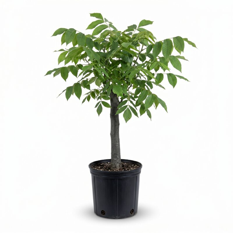 Pignut Hickory  Tree image