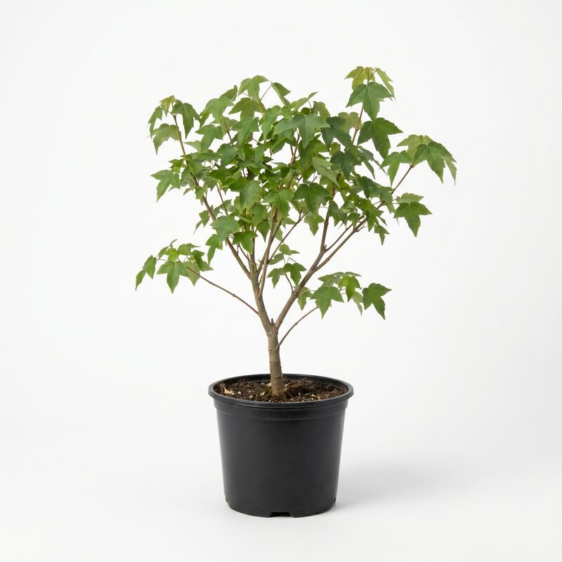 Trident Maple Tree image