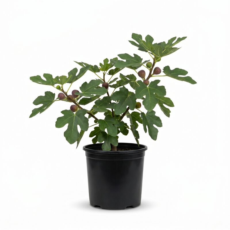 Fig 'Lsu Purple' image