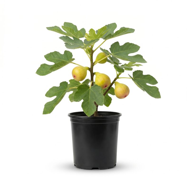 Fig 'Champagne' image