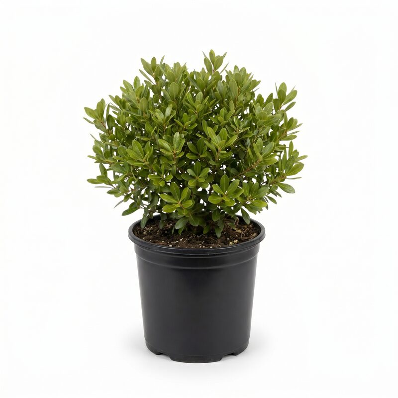 Dwarf Wax Myrtle Plant image