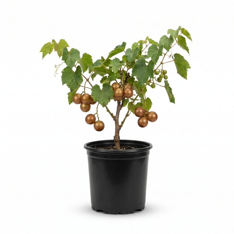 Grape Muscadine 'Scuppernog' image