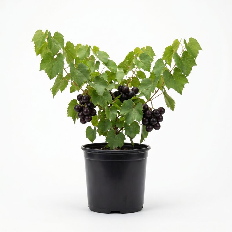 Grape Muscadine 'Cowart' image