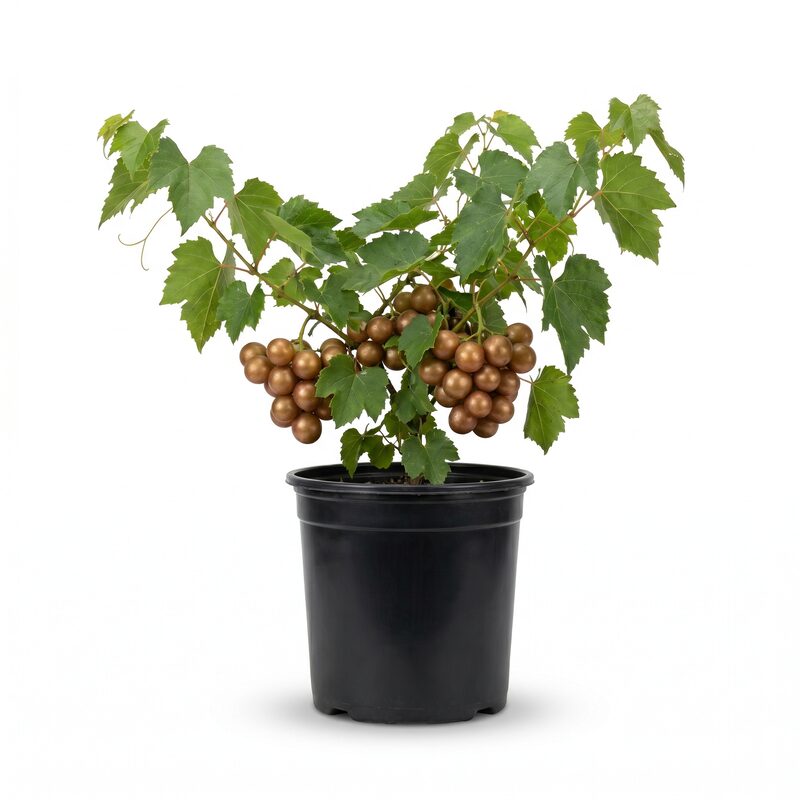 Grape Muscadine 'Carlos' image