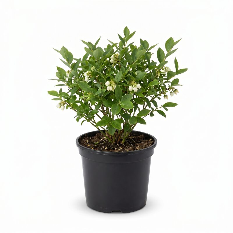 Blueberry 'Top Hat'  - Plant With Purpose image