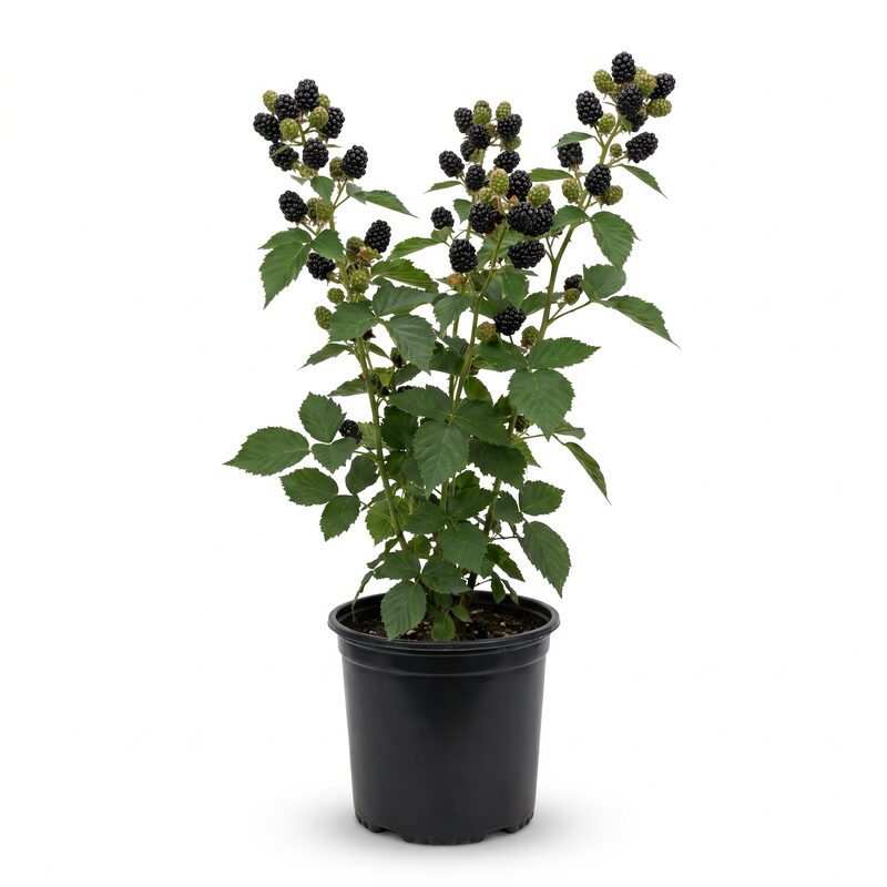 Blackberry 'Natchez' image