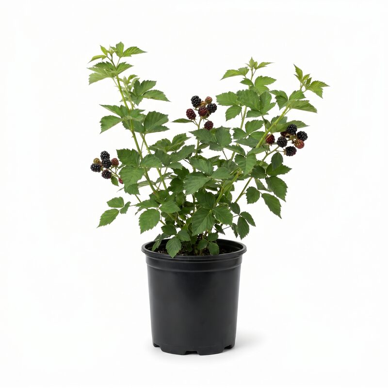 Blackberry 'Quichita'  - Plant With Purpose image