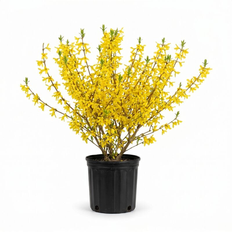 Forsythia 'Lynwood Gold' image