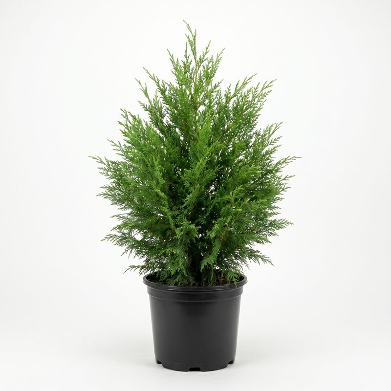 Cypress 'Leyland' image