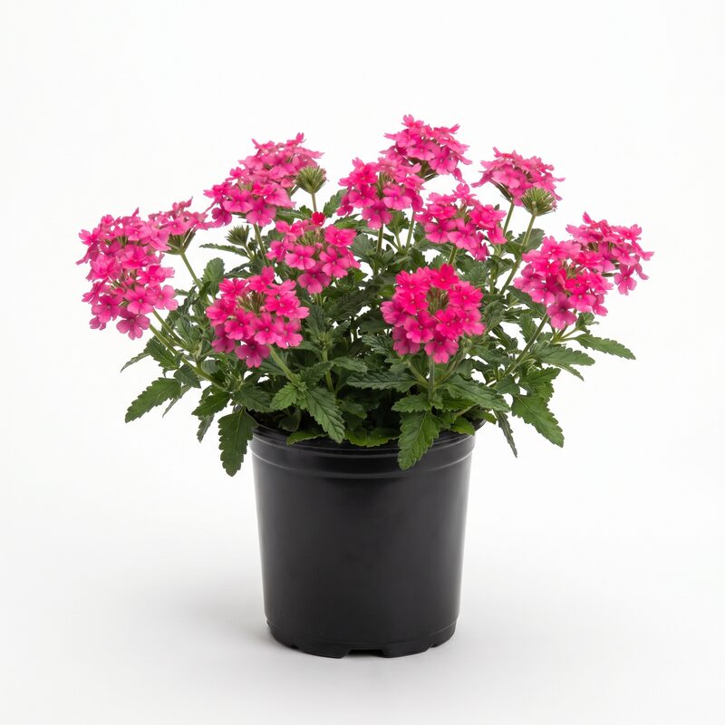 Verbena Endurascape™ Hot Pink - Vibrant and Hardy Verbena