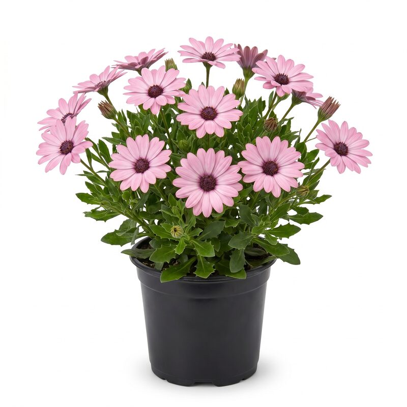 African Daisy 'Blushing Beauty' image