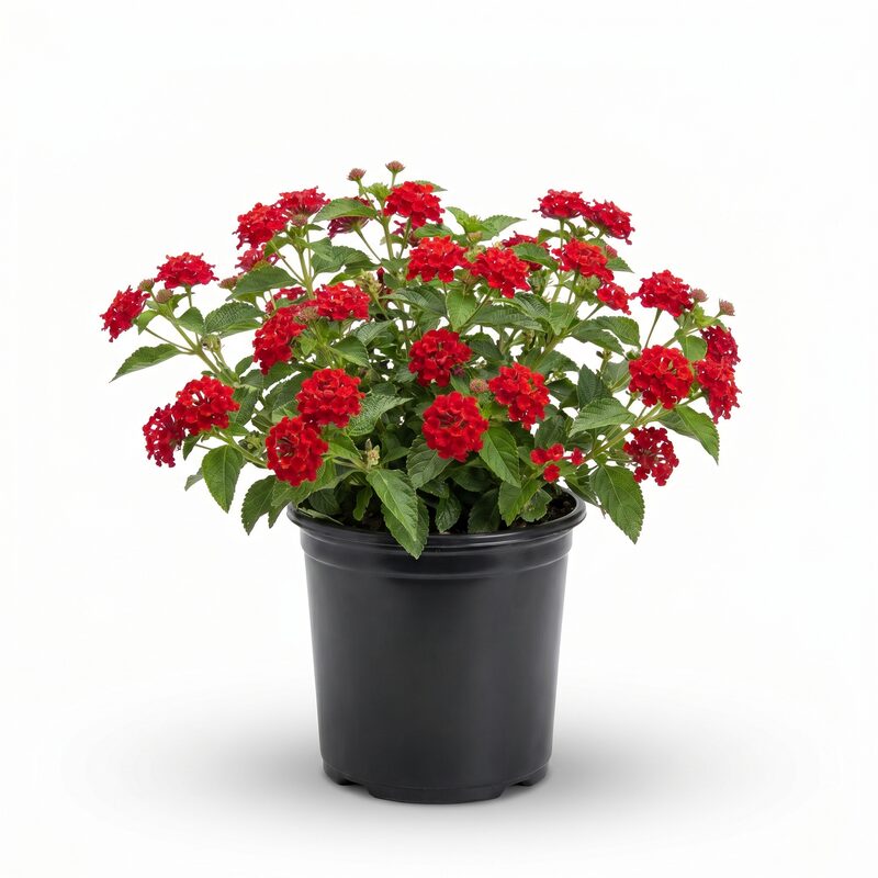 Lucky™ Red Lantana (Lantana camara Red) - Vibrant and Hardy Plant