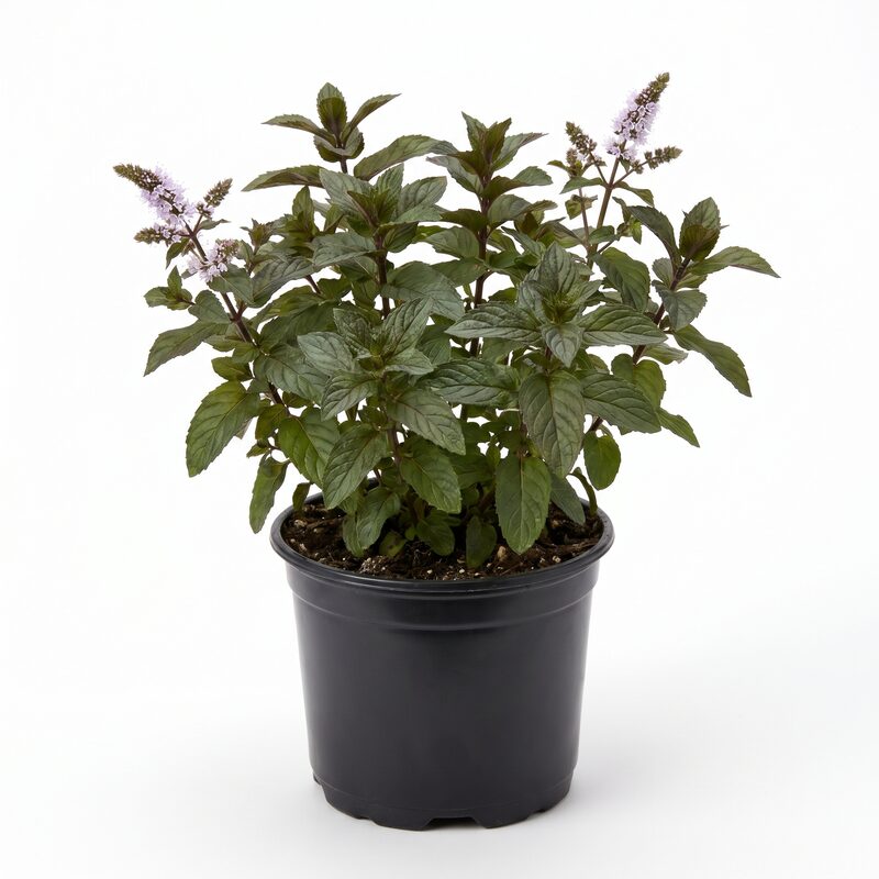 Herb 'Chocolate Mint' image