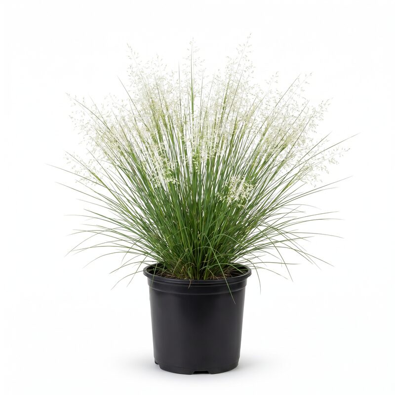 White Muhly Grass  With White Blooms image