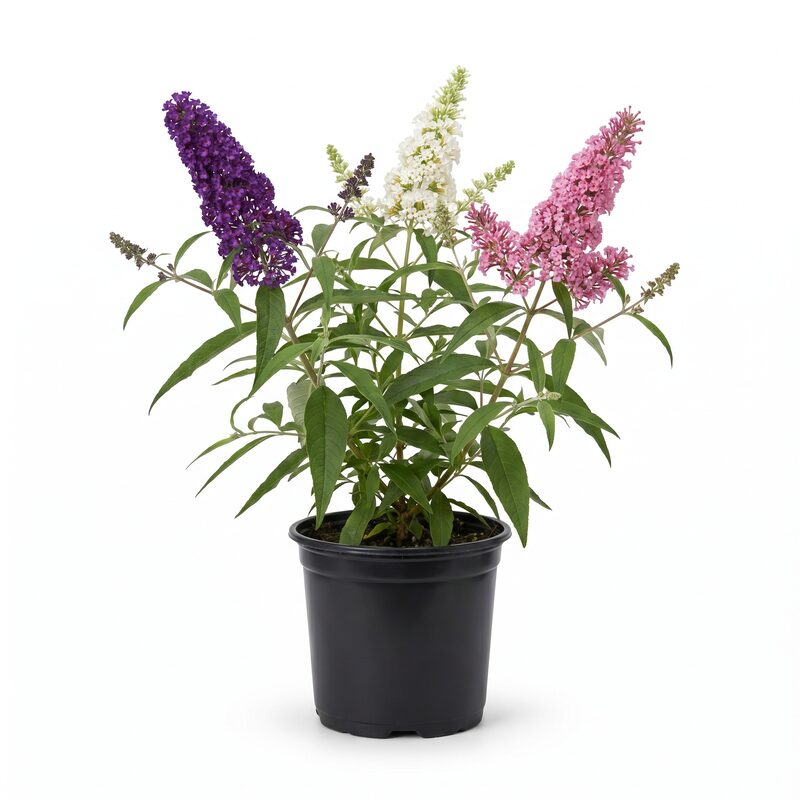 Buddleia, 'Triple Treat Butterfly Bush Collection'  Flowering Plants image