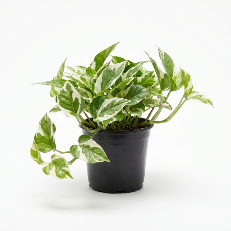 Pothos 'Variegated' image