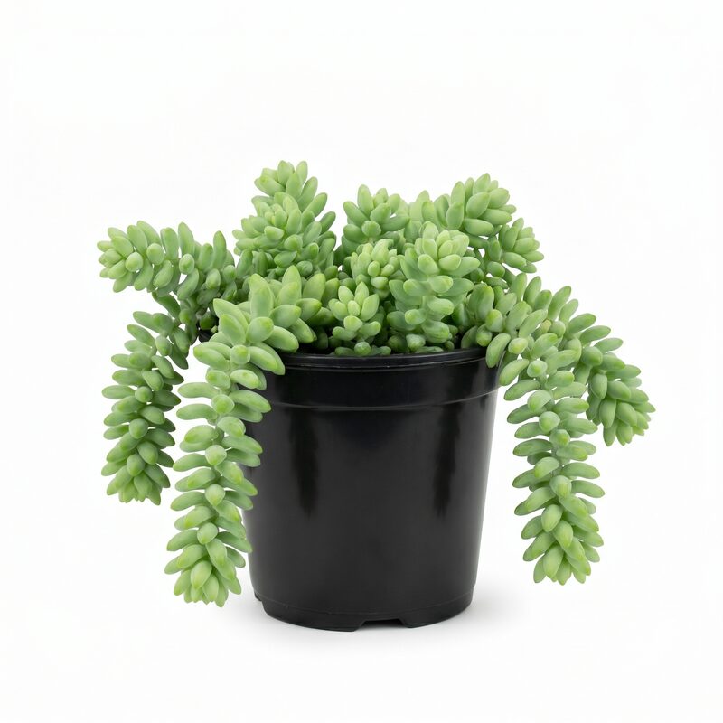 Sedum 'Trailing Burrito' image