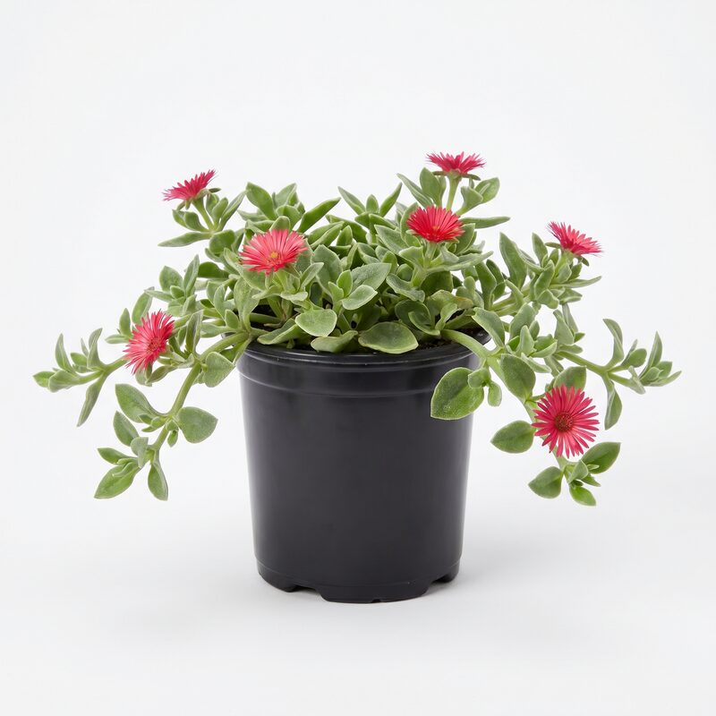 Dorotheanthus, Livingstone Daisy image