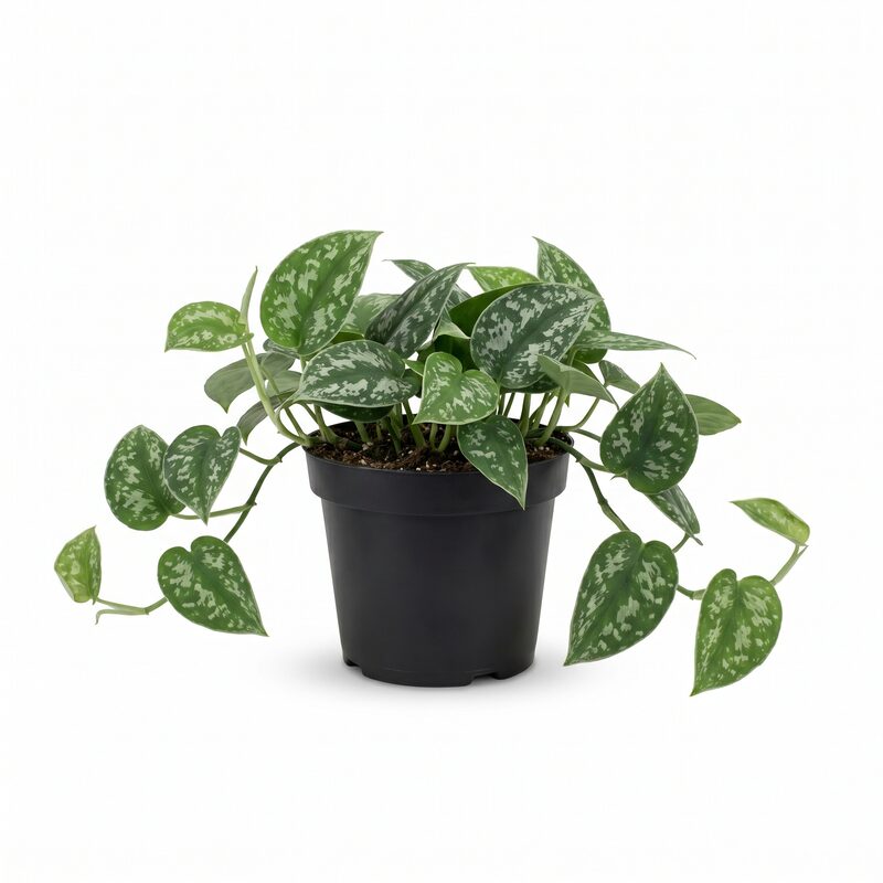 Pothos 'Silver Satin' image