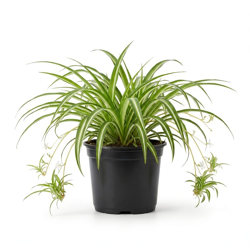 Spider Plant