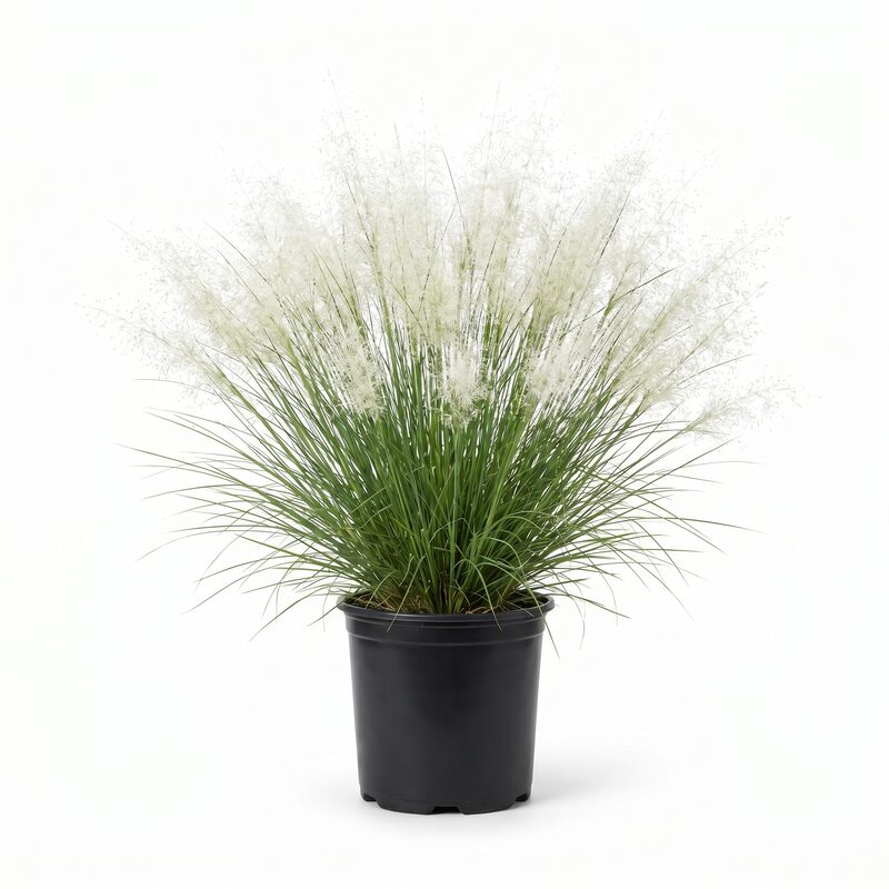 White Muhly Grass image