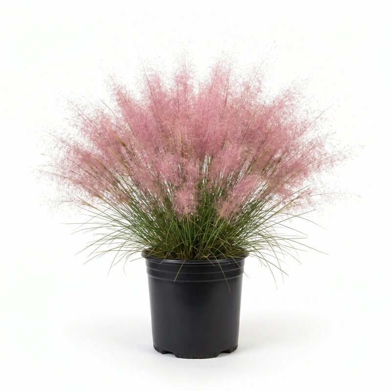 Pink Muhly Grass With Pink Blooms image