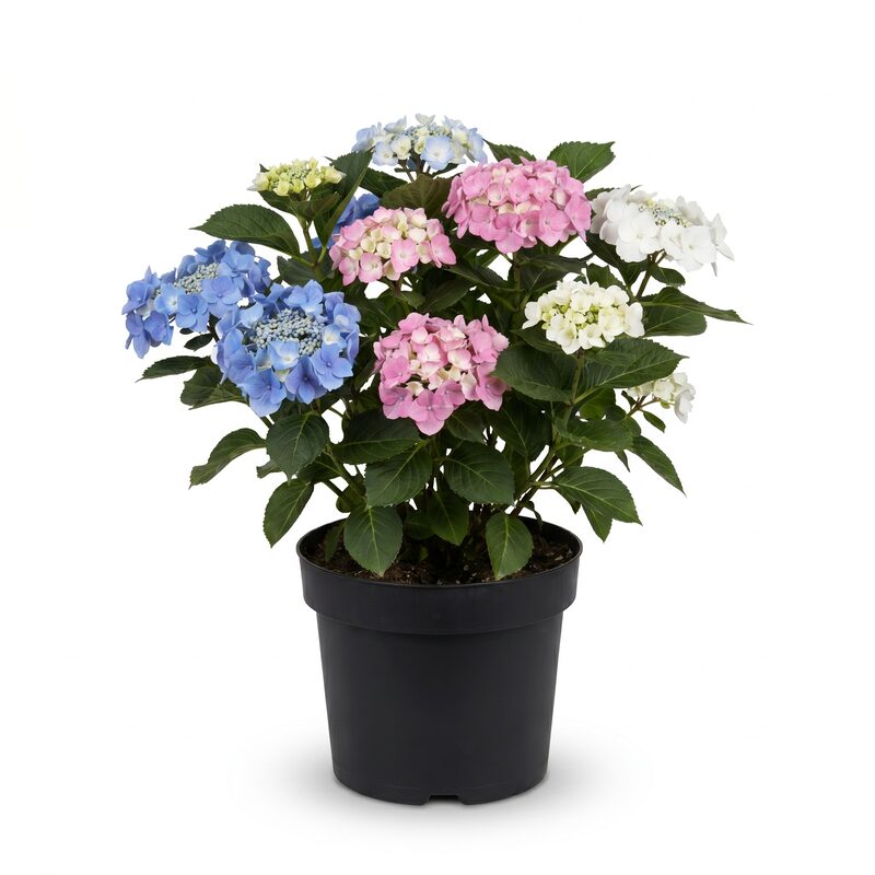 Hydrangea '3n1' - Perfect Trio of Nikko, Penny, and Snow Hydrangea