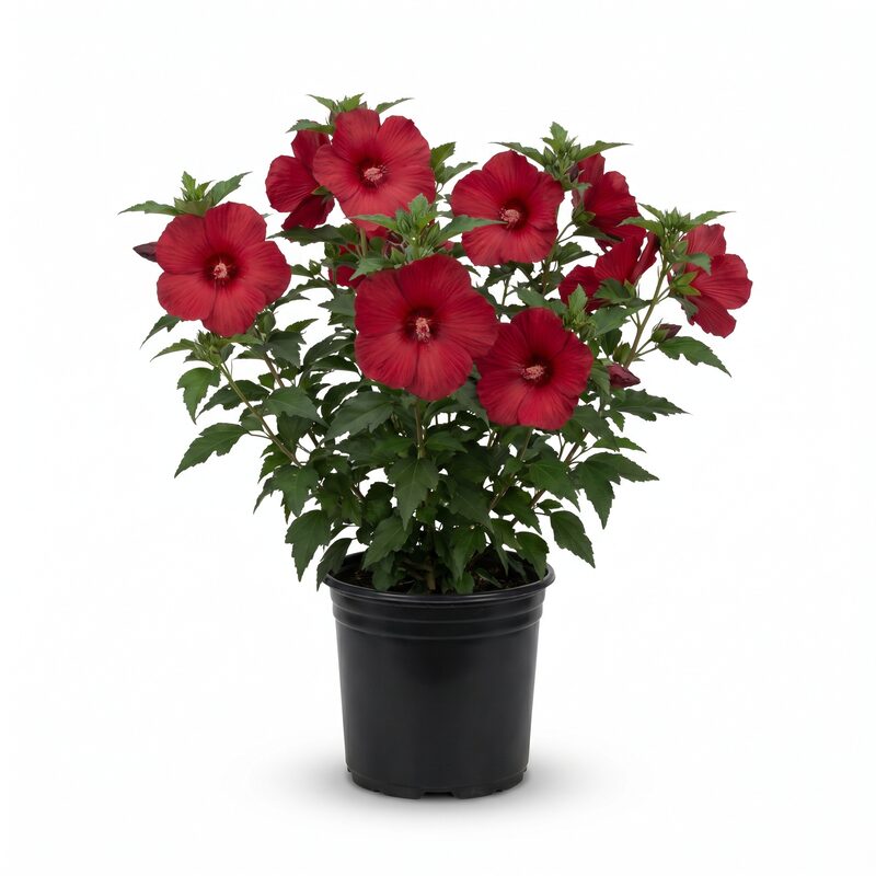 Head Over Heels&reg; Passion Hibiscus Plant With Red Blooms image