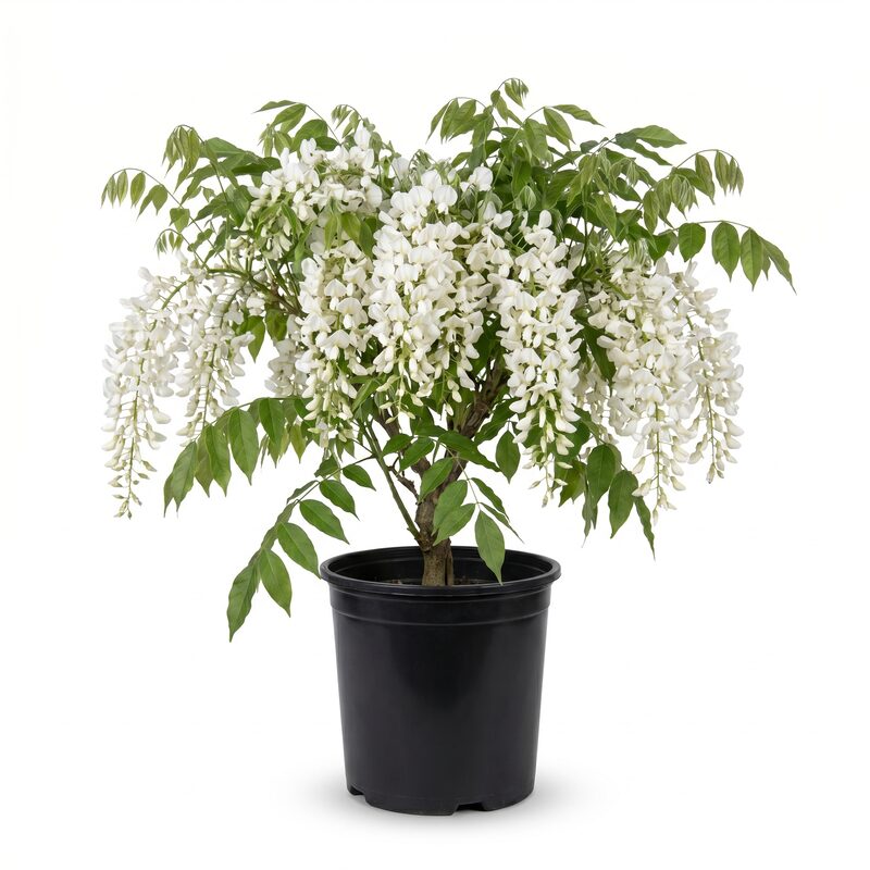 Wisteria 'White' image