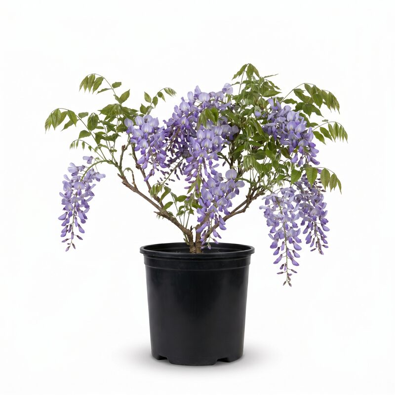 Wisteria 'Blue' (Wisteria sinensis Blue) - Stunning Floral Beauty for Your  Garden