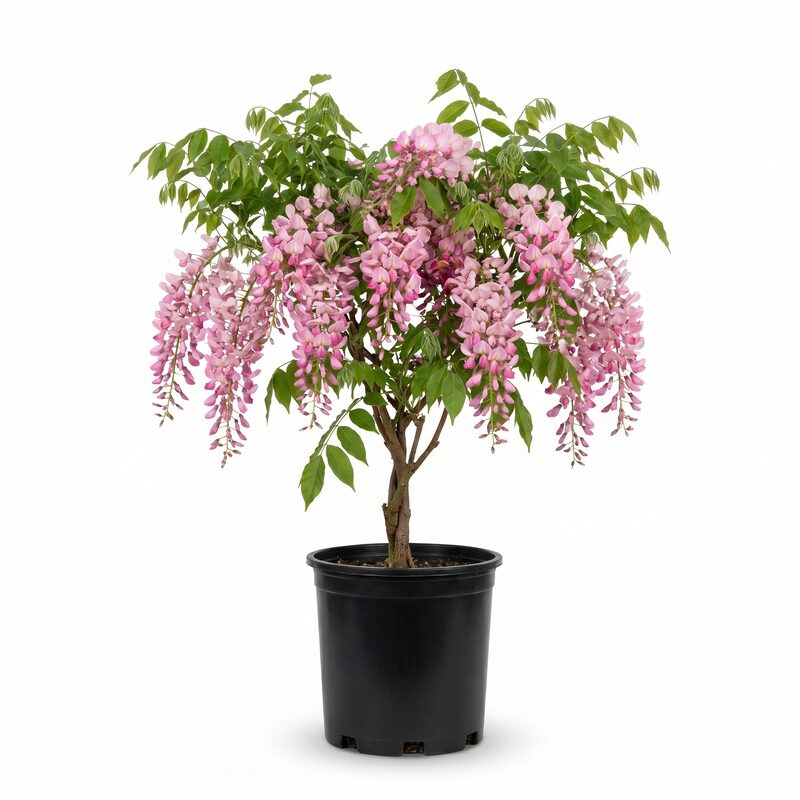 Pink Wisteria Plant With Pink Blooms image